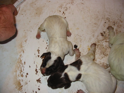 puppies3