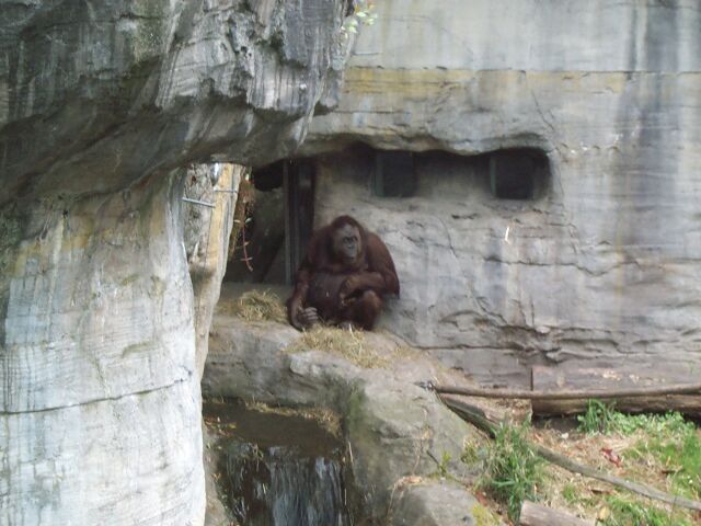 orangutan1